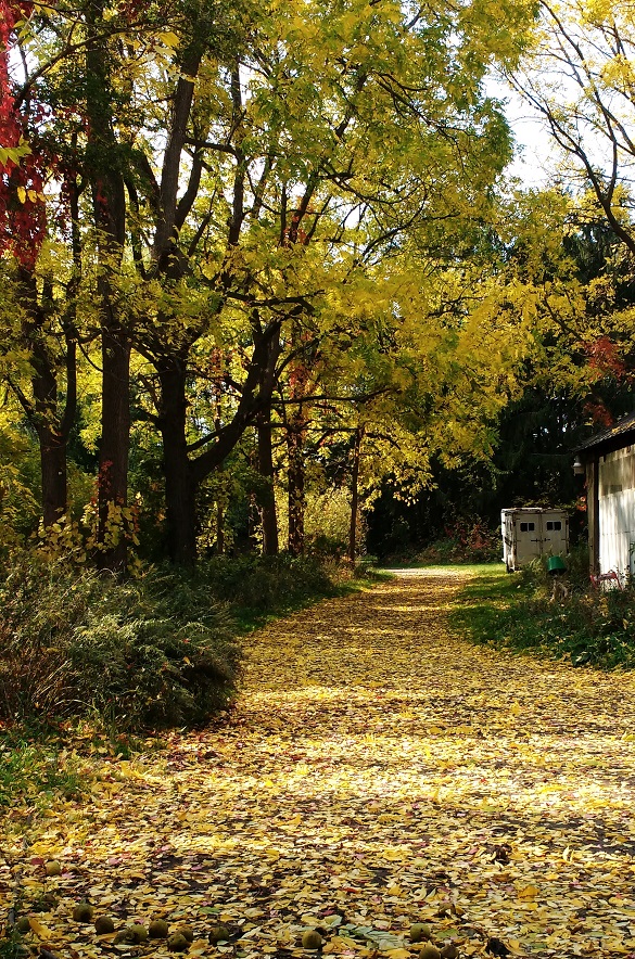 driveway in fall