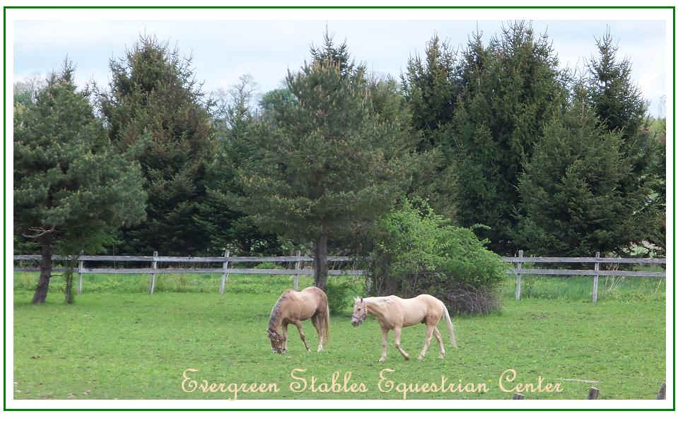 Green pasture with two horses and evergreen trees